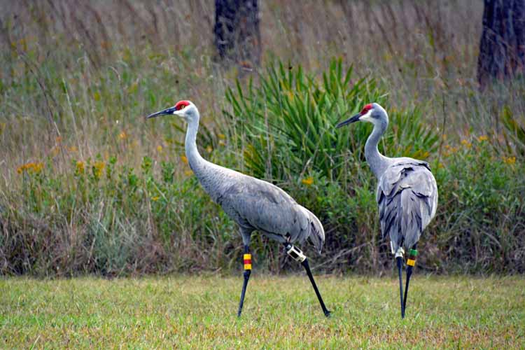 sandhill crane